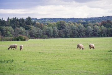 Naklejka na ściany i meble Sheep graze in the pasture in front of a grove.