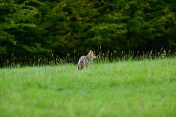 A female wolf looking for food by the forest