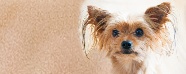 Fotos Petra Fürst Katze und Hunde