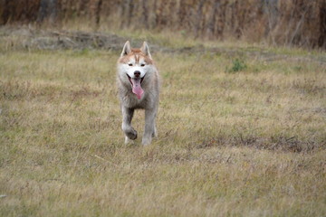 Siberian Husky walk in the fields