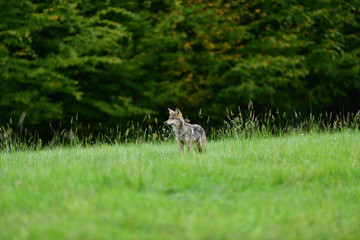 A wolf walks through the grass on the edge of a forest