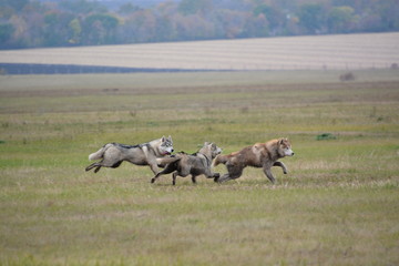 Siberian Husky walk in the fields