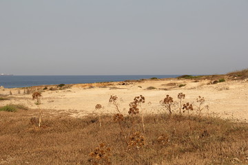 Fototapeta na wymiar dry plants near the sea