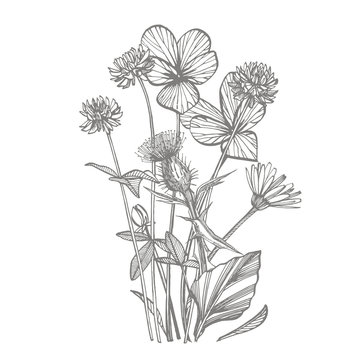detailed botanical drawing of wildflowers clip art preview