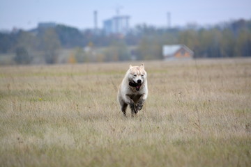 Siberian Husky walk in the fields