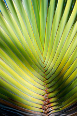 Palm tree, detail macro view.