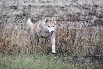 Siberian Husky walk in the fields