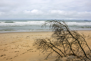 Praia de Itamambuca IMG_6619