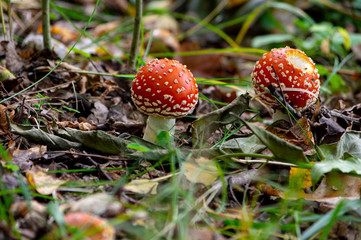 two fly agaric mushrooms (amanita muscaria) on the forest floor