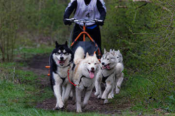 Chien de traîneau en course
