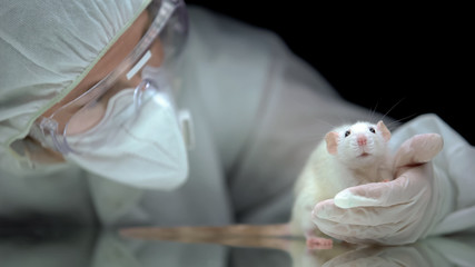 Lab worker screening rat behavior after experiment, illegal animal testing