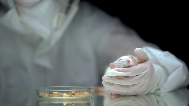 Lab researcher holding rat, corn on table, gmo food poisoning, animal test