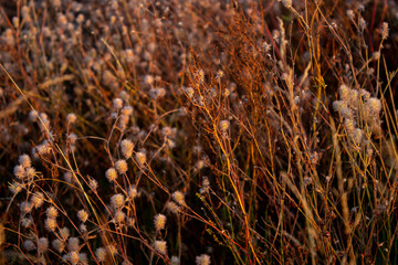 Field grass. Beautiful background. Dried flowers.