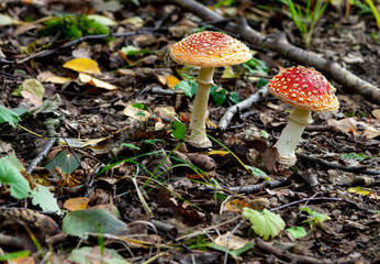 two fly agaric mushrooms (amanita muscaria) on the forest floor