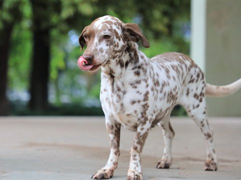 Kleiner braun gefleckter Hund, der sich mit der Zunge &uuml;ber das Maul leckt