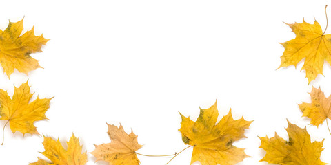 Autumn maple leaves isolated on white background. Fall concept.