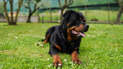 Young black rottweiler portrait outdoors. Cute rottweiler muzzle with tongue pulled out. Pet playing and defending its private territory