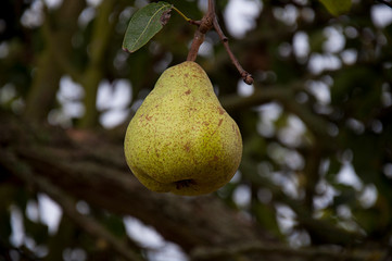 Closeup_pear ripen on a tree_natural_centerd_by jziprian