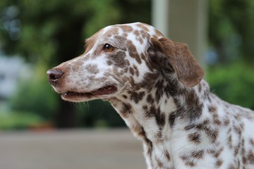 Hundeportrait eines süßen braunen Dalmatiners