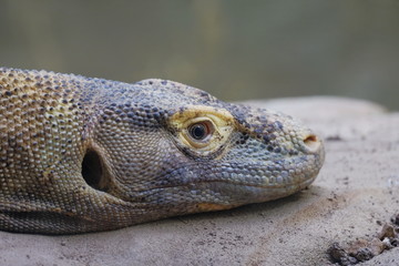 Komodowaran - Varanus komodoensis