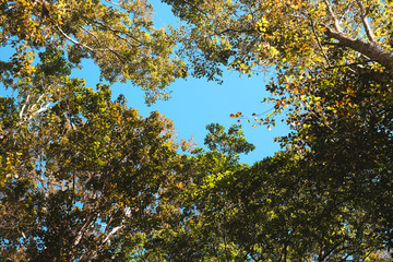 Fresh air with trees and blue sky