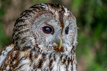 Beautiful close-up portrait of barred owl, Latin Strix Varia, over blurred green background, amazing bird headshot details, looking sideways