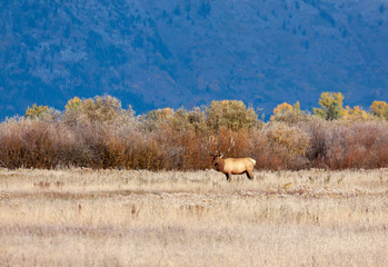 Obraz na płótnie Canvas Bull Elk in Wyoming in Autumn