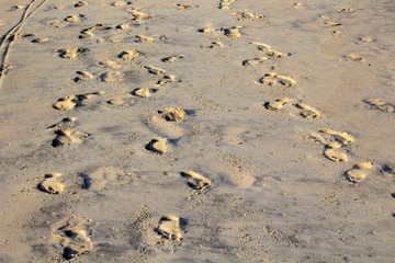 Pegadas IMG_6381