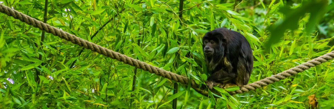 Male howler monkey sitting on a rope in closeup, Tropical primate specie from America