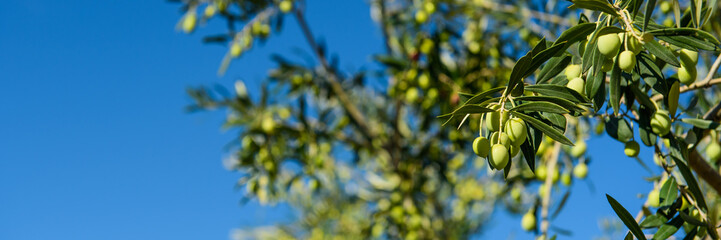 Olives on the tree against blue sky. Selective Focus.