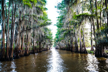 Fototapeta premium Tunnel of trees through a bayou at Caddo Lake near Uncertain, Texas