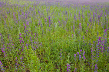 Landscape: field of flowering Ivan-tea