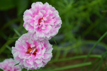 Pink Portulaca flower from Central of Thailand