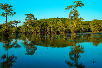 View of bald cypress trees with reflection at Caddo Lake near Uncertain, Texas