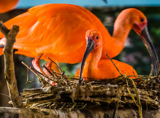 Red scarlet ibis sitting in its nest during bird breeding season, Vibrant tropical bird specie from America