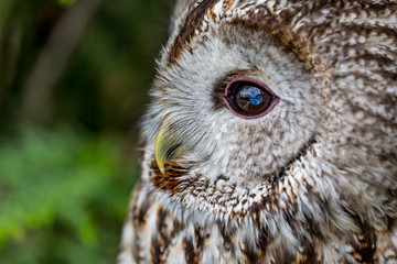 Beautiful close-up portrait of barred owl, Latin Strix Varia, over blurred green background, amazing bird headshot details, left head side view