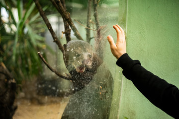 Arirania amazońska Wydra olbrzymia zoo - obrazy, fototapety, plakaty