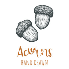 Acorns hand drawn illustration, isolated vector design element.