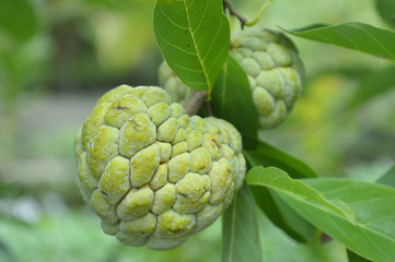 Sugar apple (Annona squamosa) from central of Thailand