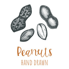 Peanuts hand drawn illustration, isolated vector design element.
