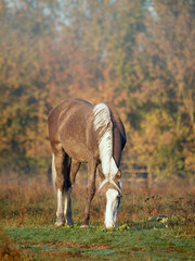 The young silvery-black stallion  is grazed on a morning meadow 