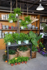 Variety of potted ferns such as Nephrolepis, Davallia, Adiantum and other plants at the greek garden shop in October.