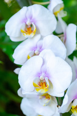 Obraz na płótnie Canvas Orchid, macro detail, of white orchid.