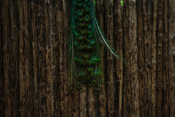 Kolorowy ogon pawia indyjskiego pavo cristatus peacock na tle drewnianej struktury płotu 