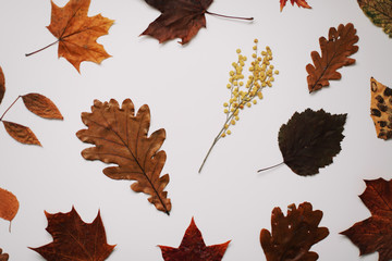 Autumn, fall composition. Beautiful background of dried leaves. Creative autumn pattern, postcard. Flat lay, top view.