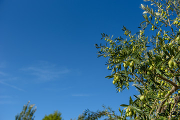 Olives on the tree against blue sky. Selective Focus.