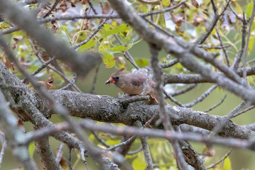 Female northern cardinal eating small bug