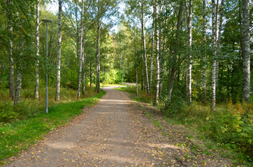 Obraz premium path in the forest