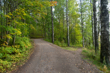 road in the forest