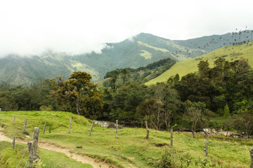 Cocora Valley, which is nestled between the mountains of the Cordillera Central in Colombia.